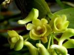 Kopie - Dendrobium ypsilon.jpg