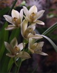 web.cymbidium.II.jpg