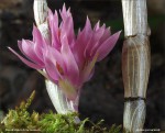 web.dendrobium.bracteosum.IV.jpg