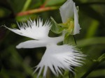 habenaria radiata.jpg