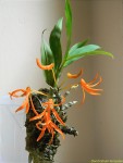 Dendrobium lamyaiae 2.jpg