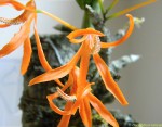 Dendrobium lamyaiae 4.jpg