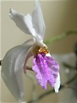 Holcoglossum wangii 4.jpg