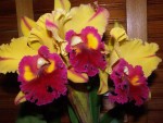 Blc. Golden Canary.jpg