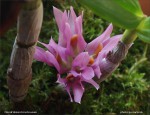 web.dendrobium.bracteosum.V.jpg