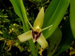 Kopie - Coelogyne ovalis..jpg