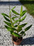 Dend. bracteosum-rostlina.JPG