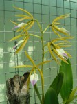 Enc.brassavolae2.JPG