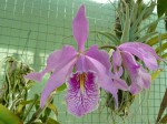 Cattleya maxima2.JPG