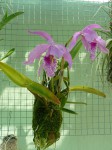 Cattleya maxima-rostlina2.JPG