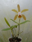 Cattleya forbesii2.JPG