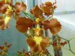 Oncidium crispum var. grandiflorum.JPG