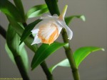 Dendrobium chapaense 2.jpg