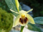 orchideje 1299.jpg