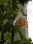Dendrobium chapaense 3.jpg