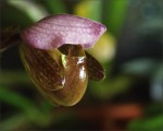 web.paphiopedilum.charlesworthii.baby.jpg