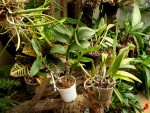 orchideje 1303.jpg