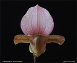 web.paphiopedilum charlesworthii detail.jpg