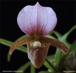 web.paphiopedilum charlesworthii staminodium.jpg