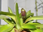 Paphiopedilum charlesworthii.jpg