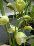 cymbidium.jpg