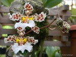 Oncidium jonesianum4.jpg