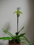 Paphiopedilum spicerianum2.jpg