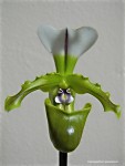 Paphiopedilum spicerianum4.jpg