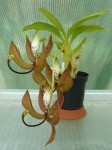 Cycnoches loddigesii.JPG