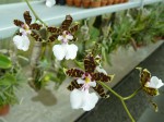 Onc.leucochilum2.JPG