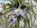 Dendrobium victoria-reginae .JPG
