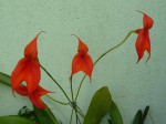 Masdevallia veitchiana1.JPG
