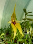 Bulbophyllum carunculatum1JPG.JPG