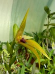 Bulbophyllum carunculatum3.JPG