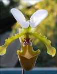 Paphiopedilum spicerianum6.jpg