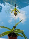 Paphiopedilum spicerianum8.jpg