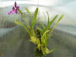 Miltonia spectabilis var. moreliana-rostlina.JPG