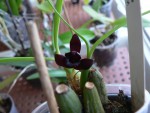 maxillaria 001.jpg