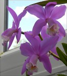 cattleya loddigesii2.jpg