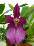 Miltonia spectabilis var. moreliana1.JPG