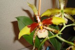 odontoglossum grande2.jpg