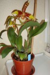 odontoglossum grande.jpg