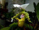 Paph. spicerianum.jpg