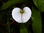 Paph. spicerianum 01.JPG