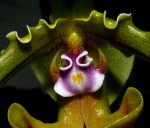 Paph. spicerianum 02.jpg