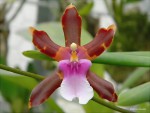 Miltonia clowesii1.jpg