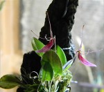 restrepia dodsonii5.jpg