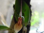 Restrepia trichoglossa5.jpg