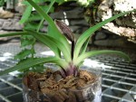 Paphiopedilum barbigerum var. coccineum.jpg