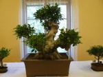 Homole 2012-Letitá bonsai.JPG
